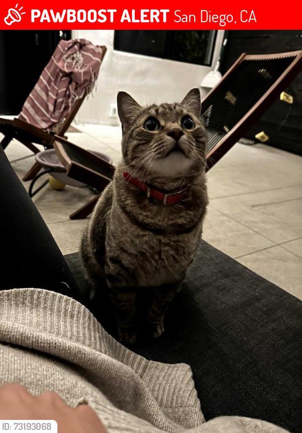 Lost Male Cat last seen Essex St & Herbert St., San Diego, CA 92103