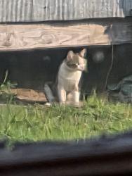 Reunited Male Cat last seen Rufus Johnson, Chicken Foot Rd, NC 28384