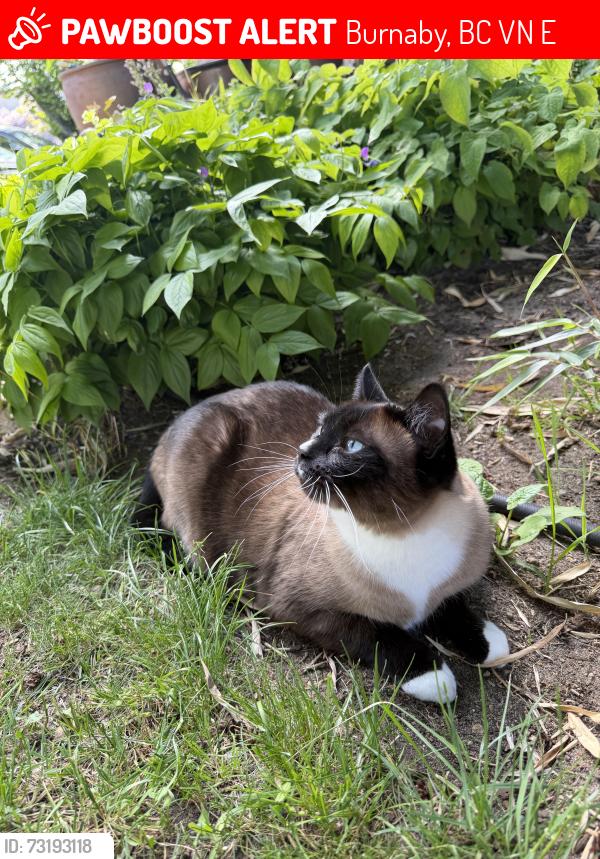 Lost Female Cat last seen Cascade street, Burnaby, BC V3N 4E7