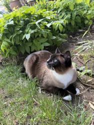 Lost Female Cat last seen Cascade street, Burnaby, BC V3N 4E7