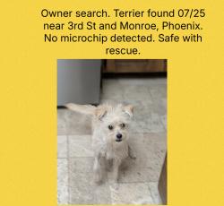 Found/Stray Unknown Dog last seen 3rd St and Monroe, Phoenix, AZ 85003