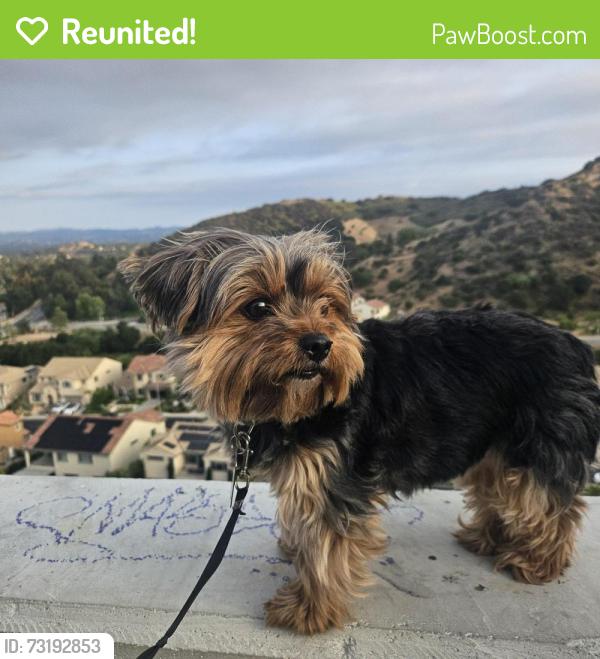 Reunited Female Dog last seen Valley circle blvd, Los Angeles, CA 91304