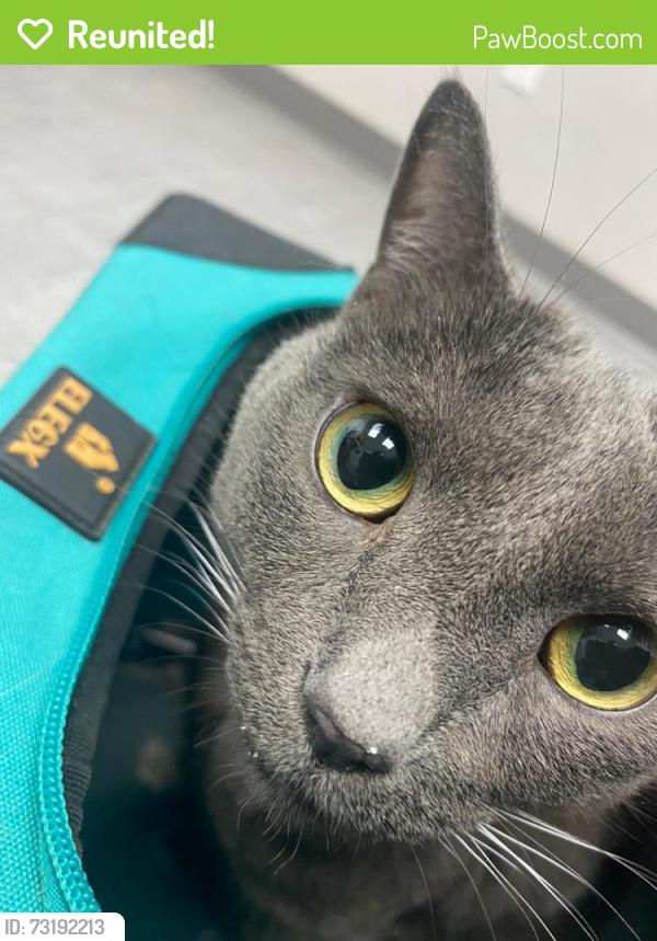 Reunited Male Cat last seen Gurnee circle avenue, Gurnee, IL 60031