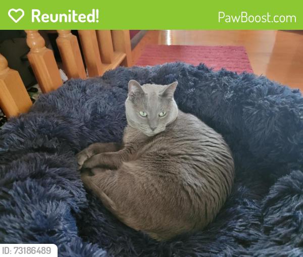 Reunited Male Cat last seen Hollyhock Drive to Jonquil Cir, Rockford, IL 61107