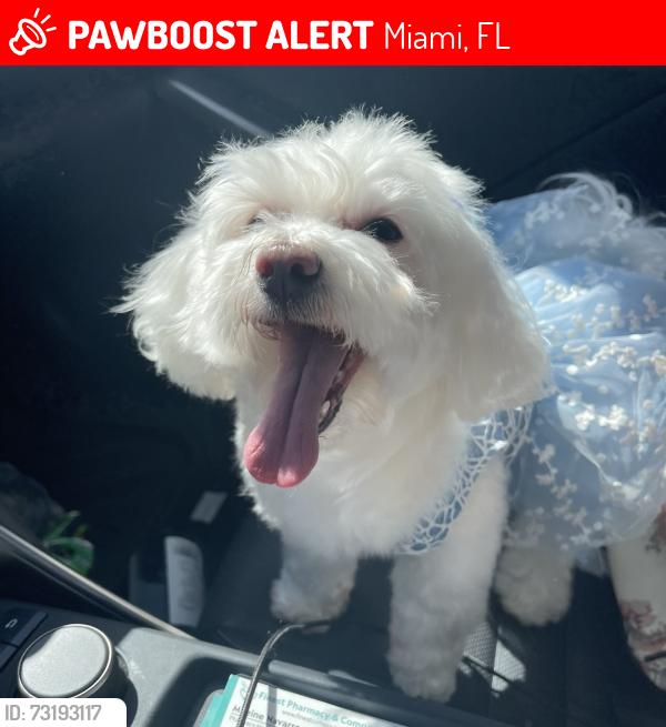 Lost Female Dog last seen Near sw 82nd ln, Miami, FL 33193