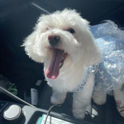 Lost Female Dog last seen Near sw 82nd ln, Miami, FL 33193