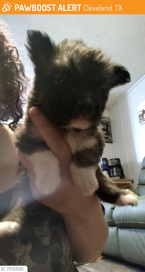 Found/Stray Male Dog last seen Utopia, Cleveland, TX 77327