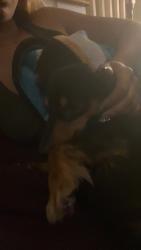 Reunited Male Dog last seen Devereux &, Philadelphia, PA 19149