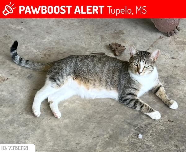 Lost Male Cat last seen Coley road Mcgullough blvd, Tupelo, MS 38826