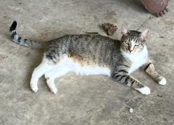 Lost Male Cat last seen Coley road Mcgullough blvd, Tupelo, MS 38826