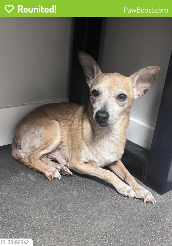Reunited Male Dog last seen Rufe snow drive, North Richland Hills, TX 76180