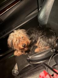 Reunited Unknown Dog last seen Boulder Hwy & E Flamingo Rd, Paradise, NV 89121, USA, Paradise, NV 89121