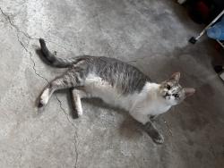Reunited Male Cat last seen Near Bancroft Ave, San Leandro, CA 94577, USA, San Leandro, CA 94577