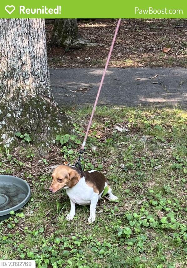 Reunited Female Dog last seen Lake hills neighborhood, Winston-Salem, NC 27105