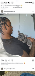 Lost Female Dog last seen Downtown Indy, Indianapolis, IN 46208