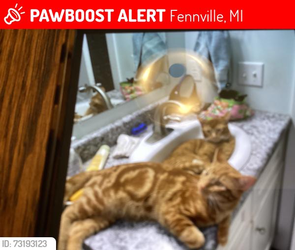 Lost Female Cat last seen Near th street Fenville mi., Fennville, MI 49408