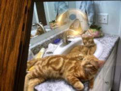 Lost Female Cat last seen Near th street Fenville mi., Fennville, MI 49408