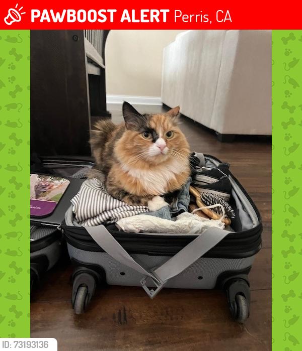 Lost Female Cat last seen Hammock and Hwy 74, Perris, CA 92570