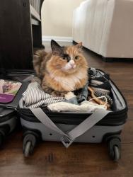 Lost Female Cat last seen Hammock and Hwy 74, Perris, CA 92570