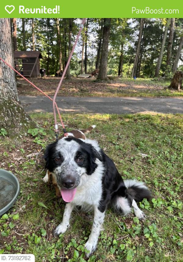 Reunited Female Dog last seen Lake hills neighborhood, Winston-Salem, NC 27105