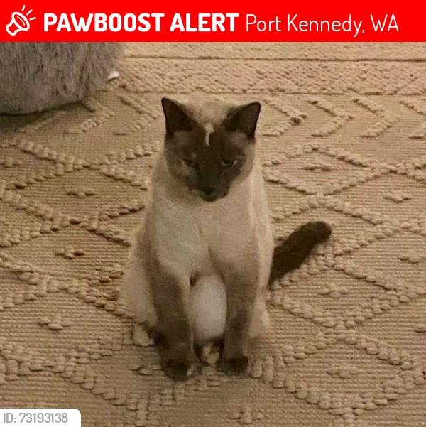 Lost Female Cat last seen Port kennedy, Port Kennedy, WA 6172
