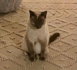 Lost Female Cat last seen Port kennedy, Port Kennedy, WA 6172