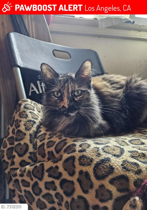 Lost Female Cat last seen Avalon Gardens, Los Angeles, CA 90002