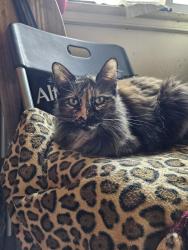 Lost Female Cat last seen Avalon Gardens, Los Angeles, CA 90002