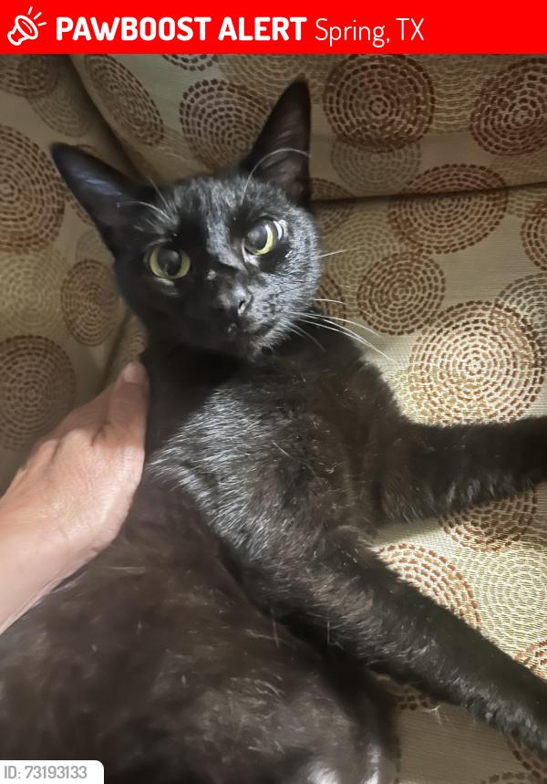 Lost Female Cat last seen Budde / Nursery, Spring, TX 77380