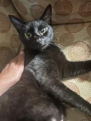 Lost Female Cat last seen Budde / Nursery, Spring, TX 77380