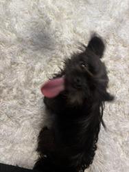 Found/Stray Female Dog last seen War cloud, San Antonio, TX 78242
