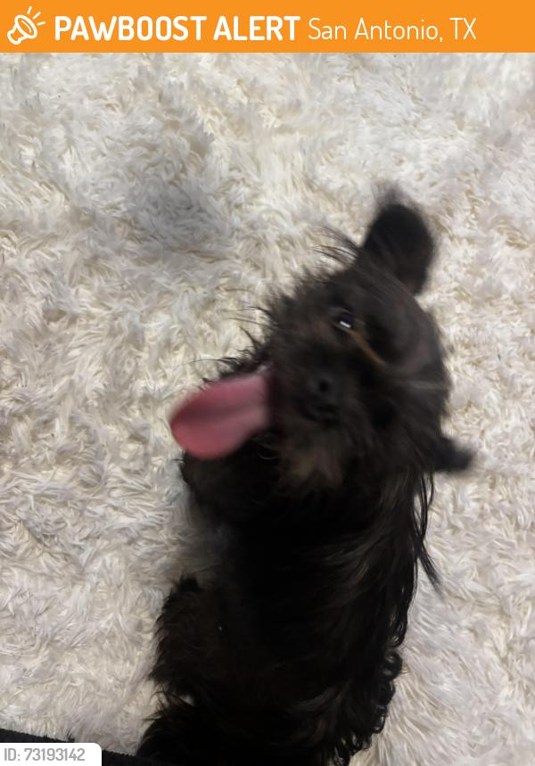Found/Stray Female Dog last seen War cloud, San Antonio, TX 78242