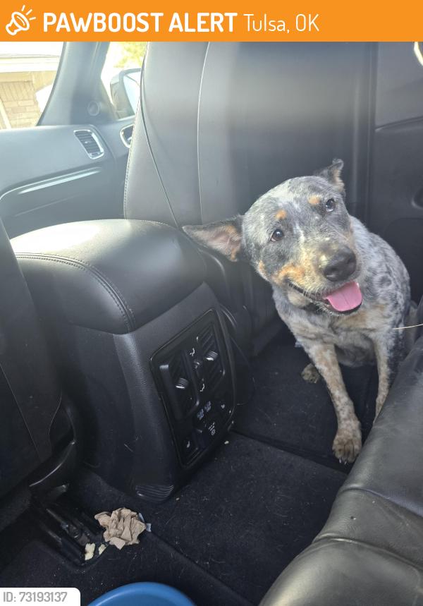 Found/Stray Female Dog last seen 19th and 161st e ave, Tulsa, OK 74108