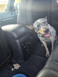 Found/Stray Female Dog last seen 19th and 161st e ave, Tulsa, OK 74108
