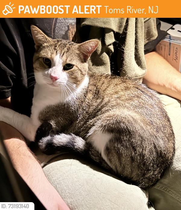 Found/Stray Unknown Cat last seen Merrimack Dr, Toms River, NJ 08753