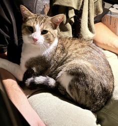 Found/Stray Unknown Cat last seen Merrimack Dr, Toms River, NJ 08753