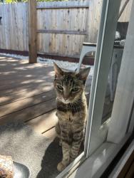 Found/Stray Unknown Cat last seen Eastern Ave., Sacramento, CA 95821