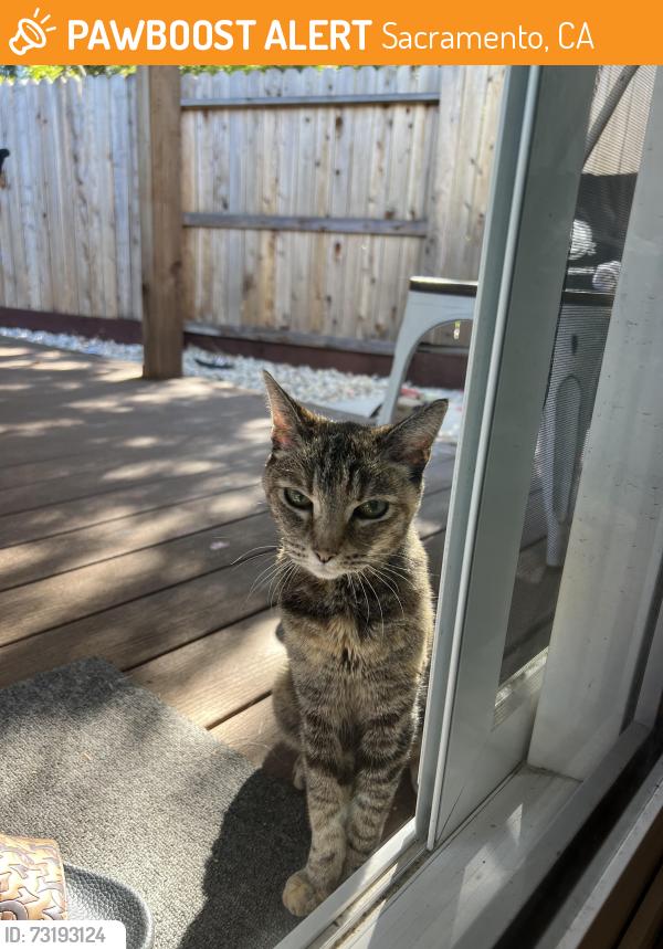 Found/Stray Unknown Cat last seen Eastern Ave., Sacramento, CA 95821