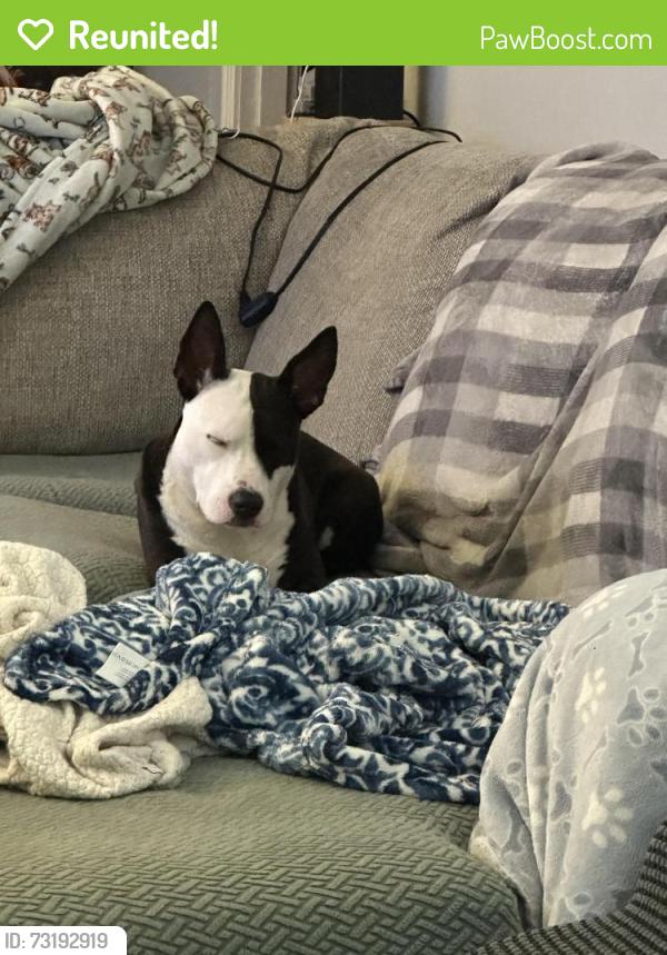 Reunited Female Dog last seen Near Jackson Cir, Birmingham, AL 35235, USA, Birmingham, AL 35235
