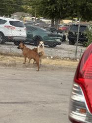 Found/Stray Female Dog last seen N Westmoreland and Ft Worth Ave, Dallas, TX 75247