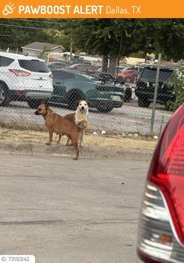 Found/Stray Female Dog last seen N Westmoreland and Ft Worth Ave, Dallas, TX 75247
