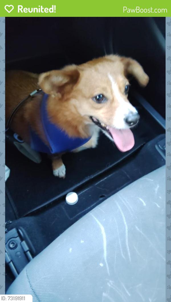 Reunited Male Dog last seen Carrier pkwy and corn valley rd near taco azteca, Grand Prairie, TX 75052