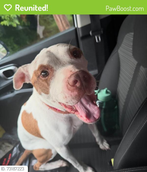 Reunited Female Dog last seen Eva Avenue and Arlington Road, Akron, OH 44306