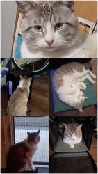 Lost Male Cat last seen Gold and Ash, Albuquerque, NM 87106