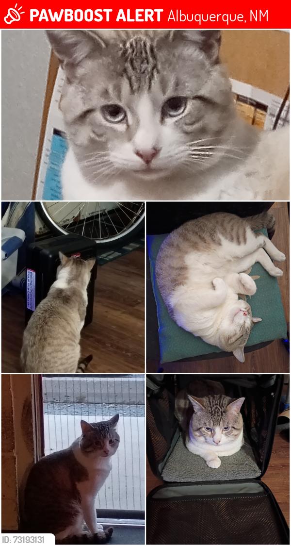 Lost Male Cat last seen Gold and Ash, Albuquerque, NM 87106