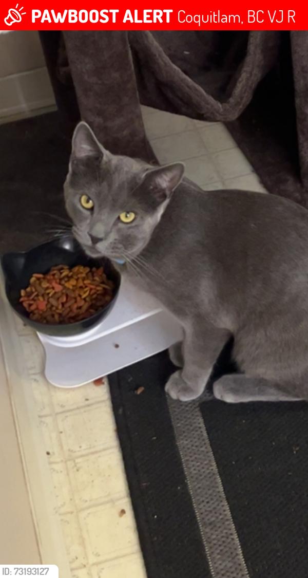 Lost Male Cat last seen coqitulam golf club, Coquitlam, BC V3J 7R3