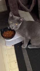 Lost Male Cat last seen coqitulam golf club, Coquitlam, BC V3J 7R3