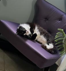 Reunited Male Cat last seen Oak Tree and Highview Cir, Chattanooga, TN 37415