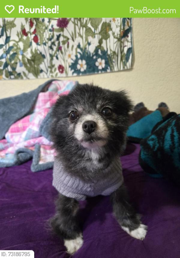 Reunited Female Dog last seen Kelley drive and valley forge, Stockton, CA 95209