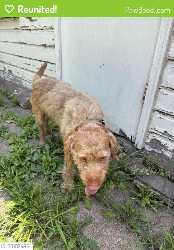 Reunited Male Dog last seen Guadalupe, Youngstown, OH 44504